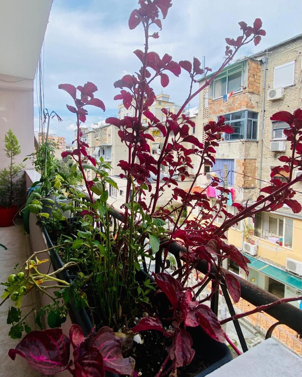 Apartment تيرانا المظهر الخارجي الصورة